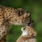 animals_hero_cheetah11a74e334af1517a7202f03192728491