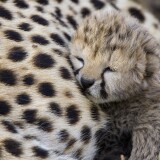 baby-cheetahf3830df260cacbcc58692