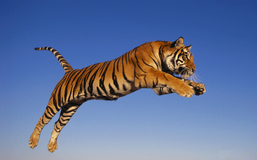 Bengal Tiger