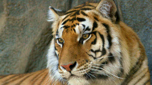 bengal_tiger-wide3990129d0b7f9427f2cc2.jpg