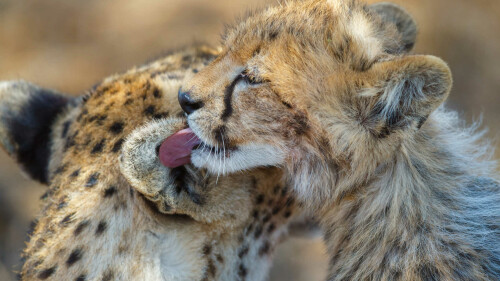 cheetah-safari-41193225-1496148272-ImageGalleryLightboxLargeafb69d4e4f54cf18cddf552eba9310fd.jpg