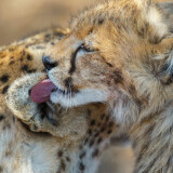 cheetah-safari-41193225-1496148272-ImageGalleryLightboxLargeafb69d4e4f54cf18cddf552eba9310fd