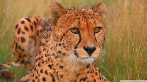 cheetah-wallpaper-hdd1b2a446f7516e44b1cf4.jpg