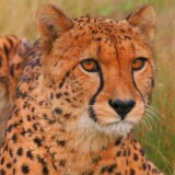 cheetah-wallpaper-hdd1b2a446f7516e44b1cf4