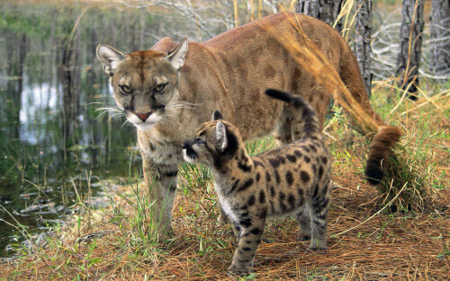 florida_panther_with_cubc573d99da1125f9a9b799.jpg