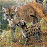 florida_panther_with_cubc573d99da1125f9a9b799