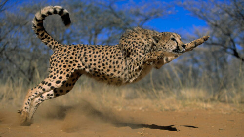 gepard_cheetan17d94fe56964912f69679db.jpg