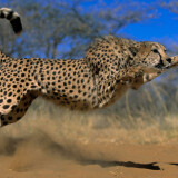 gepard_cheetan17d94fe56964912f69679db