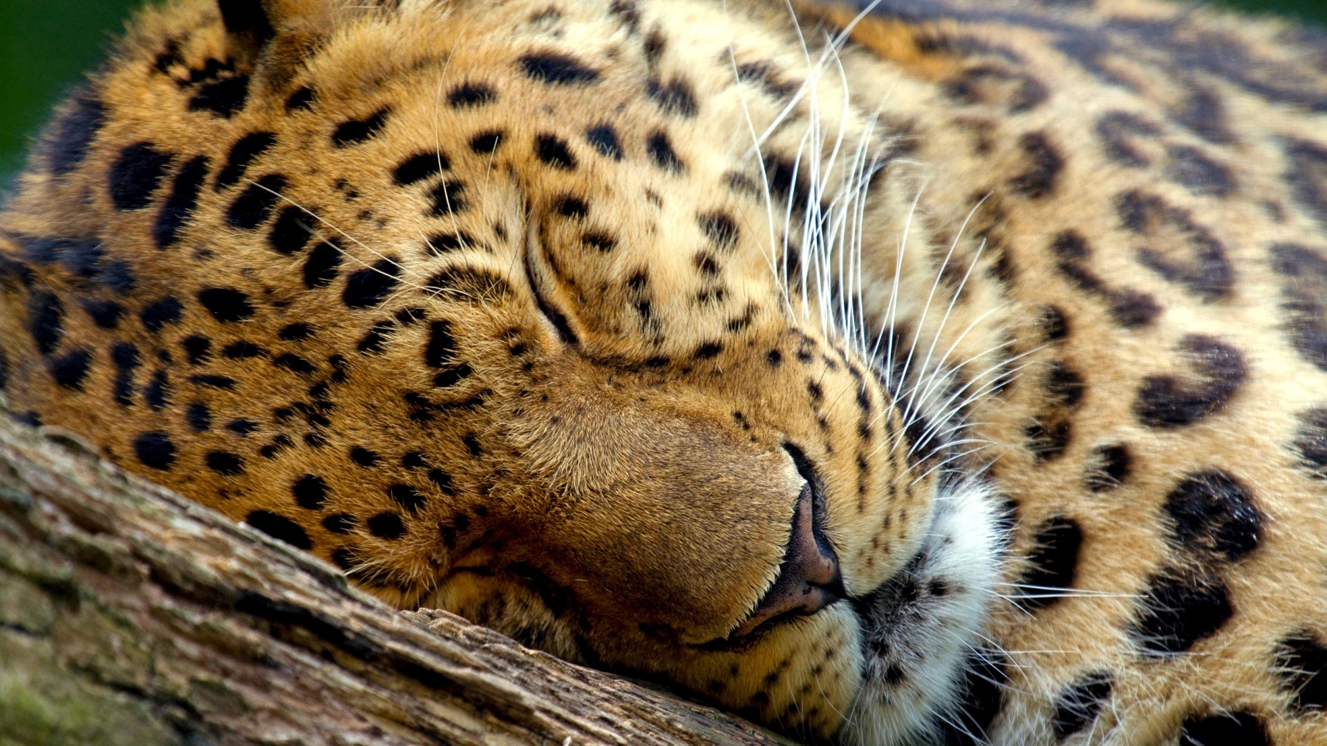 http hitwallpaper.com wp content uploads 2013 07 30 Beautiful Animal of the World HD Wallpapers SET 