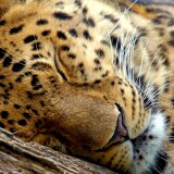 http---hitwallpaper.com-wp-content-uploads-2013-07-30_Beautiful_Animal_of_the_World_HD_Wallpapers__SET_1-20.jpg_inactive-leopard-1920x1080254f0dddd2d325a7406bf