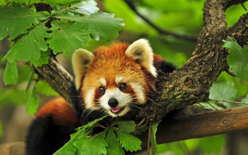 red-panda-543b84f4190ddeb32bed826ea3a48436e.jpg