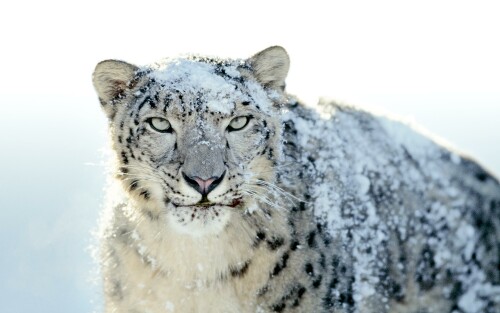 snow-leopard-desktop7dc33176769281df1dc8a.jpg