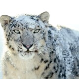 snow-leopard-desktop7dc33176769281df1dc8a