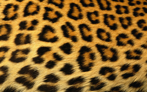 texture_demo_1151529406-cheetah2b6f14e505ed5dac1e2f4.jpg