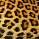 texture_demo_1151529406-cheetah2b6f14e505ed5dac1e2f4