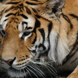 tiger-01-pictures-widescreen-wallpapers8f89756c68a3e0922a5af