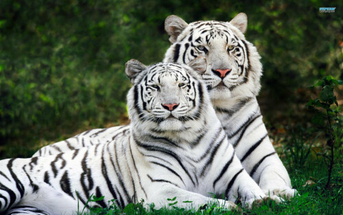 white-bengal-tigers-1764-1920x120000a982487376fff29f12c.jpg