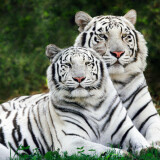 white-bengal-tigers-1764-1920x120000a982487376fff29f12c