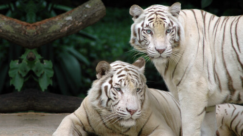 white_bengal_tigers_1920x108018bc902af5f8959860260.jpg