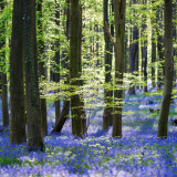 04183_bluebells_5120x2880cd54c5a27bf686b0a626aaa76bc7596a