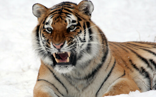 20090205174501Panthera_tigris_altaica_28_-_Buffalo_Zooe4f8a5ba5b4c3b0ddafab.jpg