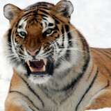 20090205174501Panthera_tigris_altaica_28_-_Buffalo_Zooe4f8a5ba5b4c3b0ddafab