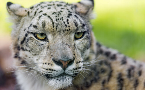 3680x2456-1279008-snow-leopard94912949a07c6c13516afee4127dc66c.jpg