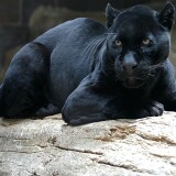 3840x2160-3317903-panther-down-big-cat-predator-timber8dc0230121db3f2268f113400c89c62a