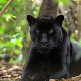 3840x2160-5023344-panther-black-animals-predatora29546c9fd86f05bb09bea6b92019945