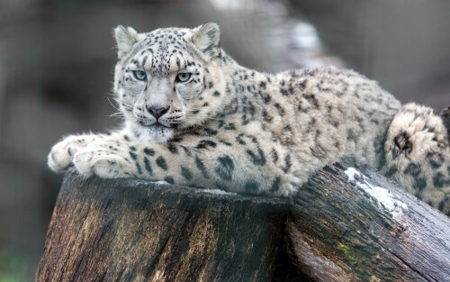 4200x2800-1279027-snow-leopard215c347027cd12f3b2b66314b558b8a5.jpg