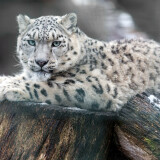 4200x2800-1279027-snow-leopard215c347027cd12f3b2b66314b558b8a5