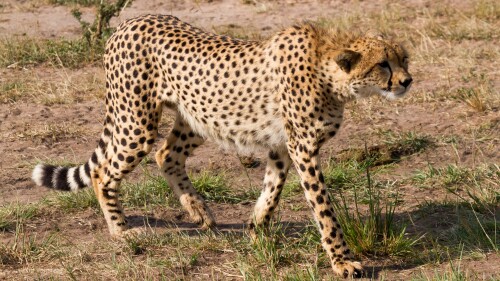 Cheetah, trying to get a bit closer to some preys (impalas, not shown of course).
