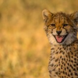 6000x3750_Cheetah_16-947fb1e4f94d5b41a