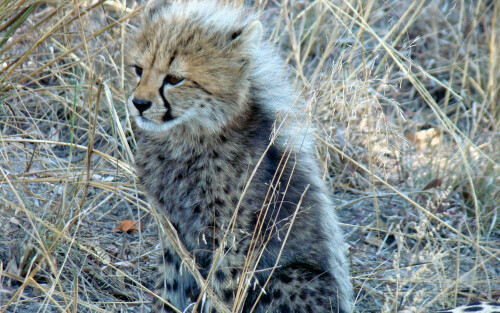 A_nice_little_cheetah5b670f13a2f2b5c5eb829.jpg