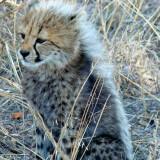 A_nice_little_cheetah5b670f13a2f2b5c5eb829