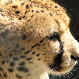 Acinonyx.jubatus-head1-ZOO.Olomouca881bf87e06d6d5d73826