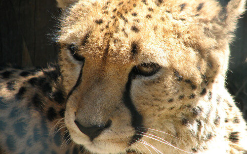 Acinonyx.jubatus-head2-ZOO.Olomouc6e2a9354065961124b0bd.jpg