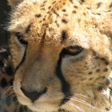 Acinonyx.jubatus-head2-ZOO.Olomouc6e2a9354065961124b0bd