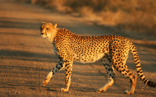 Cheetah_Kruger3274b180281d5582bd4a72.jpg