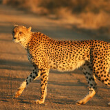 Cheetah_Kruger3274b180281d5582bd4a72