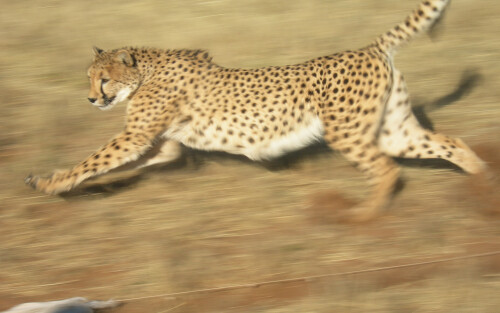 Cheetah_Running_2_by_Serendithee7aaa9d94efb5232ce03.jpg