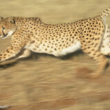 Cheetah_Running_2_by_Serendithee7aaa9d94efb5232ce03