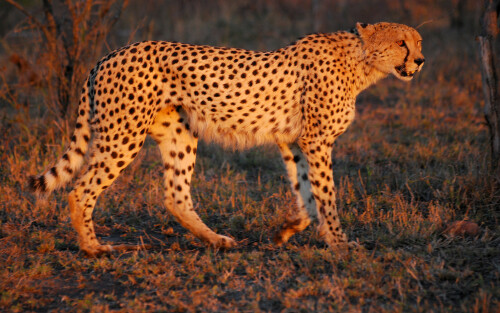 Cheetah_Umfolozi_evening5a349ea8b3fed2d004af6.jpg