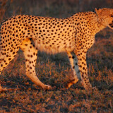 Cheetah_Umfolozi_evening5a349ea8b3fed2d004af6