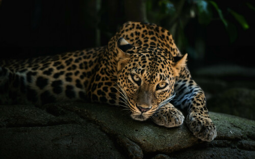 Desktop-Download-Leopard-HD-Wallpaper-High-Resolutionc4a8b76a243e7e883ca6fe804b68e6a5.jpg