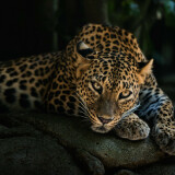 Desktop-Download-Leopard-HD-Wallpaper-High-Resolutionc4a8b76a243e7e883ca6fe804b68e6a5