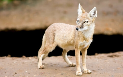 Fox---Vulpes-corsac---Gentry9dca63e587f4b35707485.jpg