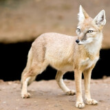 Fox---Vulpes-corsac---Gentry9dca63e587f4b35707485