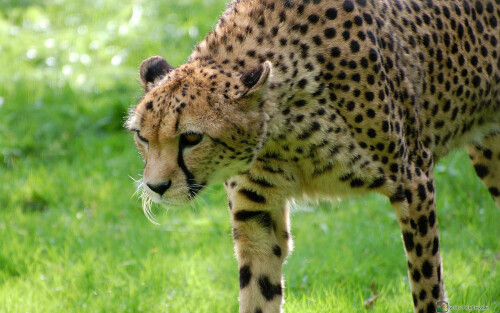 Gepard-Acinonyx-jubatus-0001_15614e94dbcd1c47df85a86.jpg