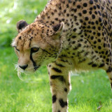 Gepard-Acinonyx-jubatus-0001_15614e94dbcd1c47df85a86